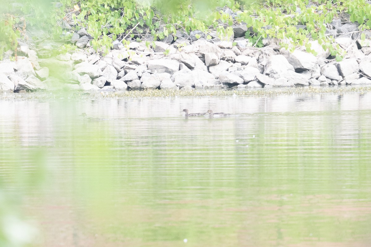 Hooded Merganser - ML641191540