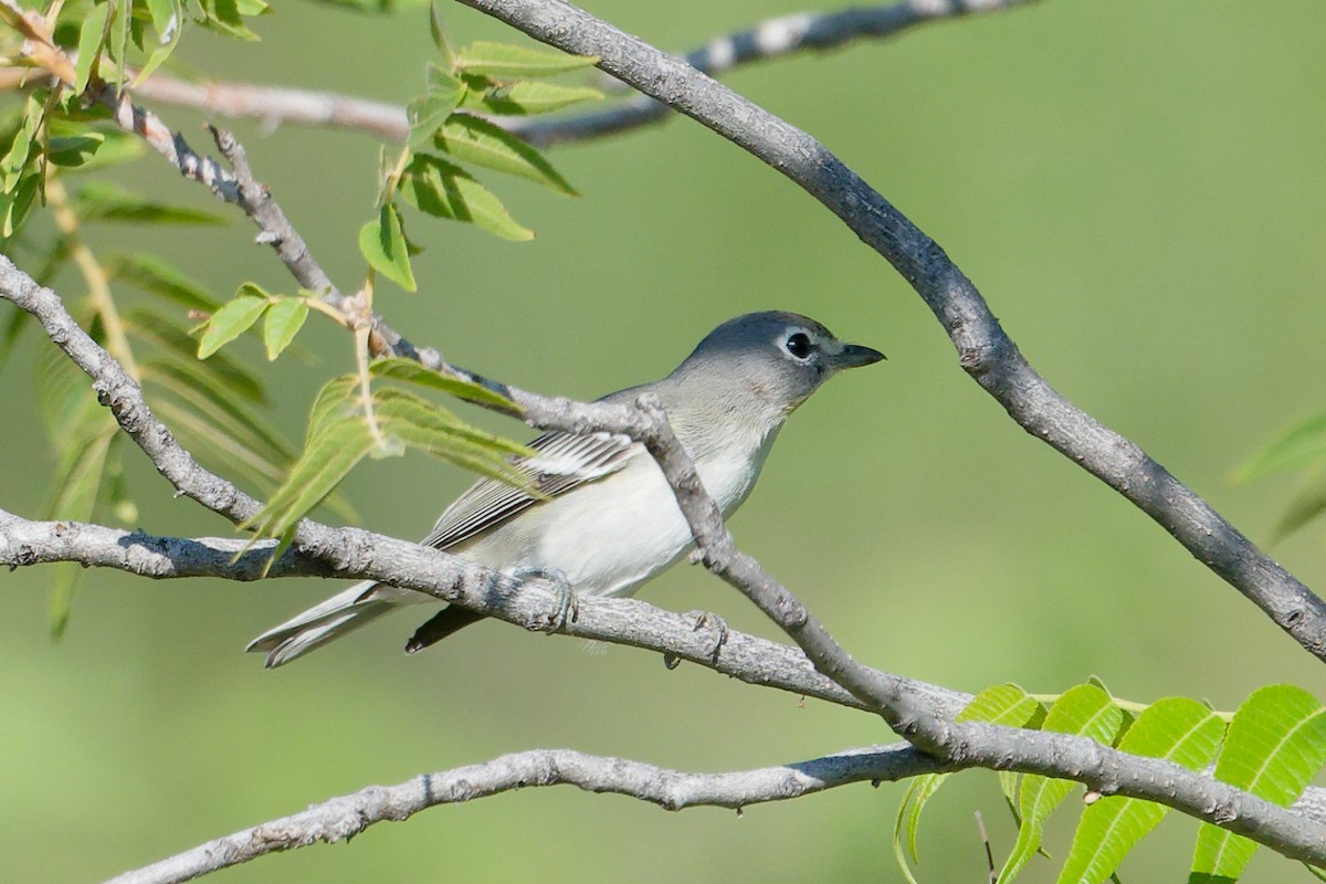 Plumbeous Vireo - ML641191547