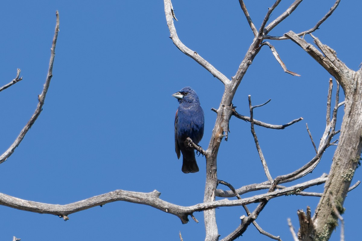 Blue Grosbeak - ML641191561