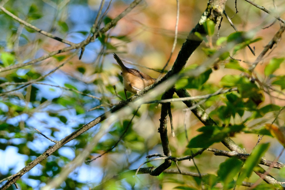 Marsh Wren - ML641191564