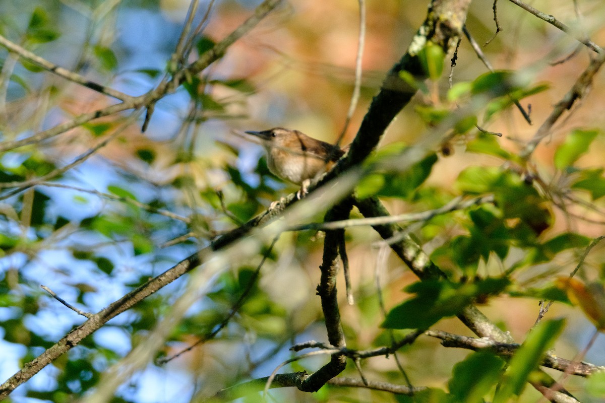Marsh Wren - ML641191565