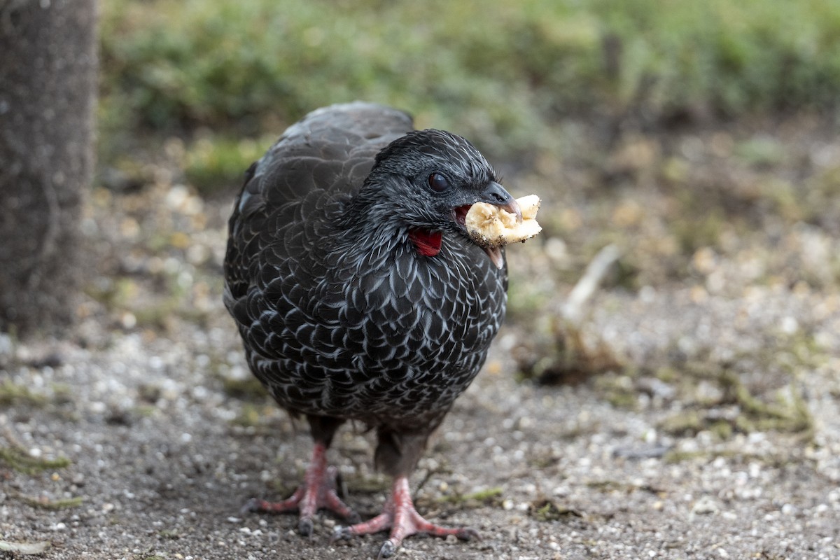 Andean Guan - ML641191590