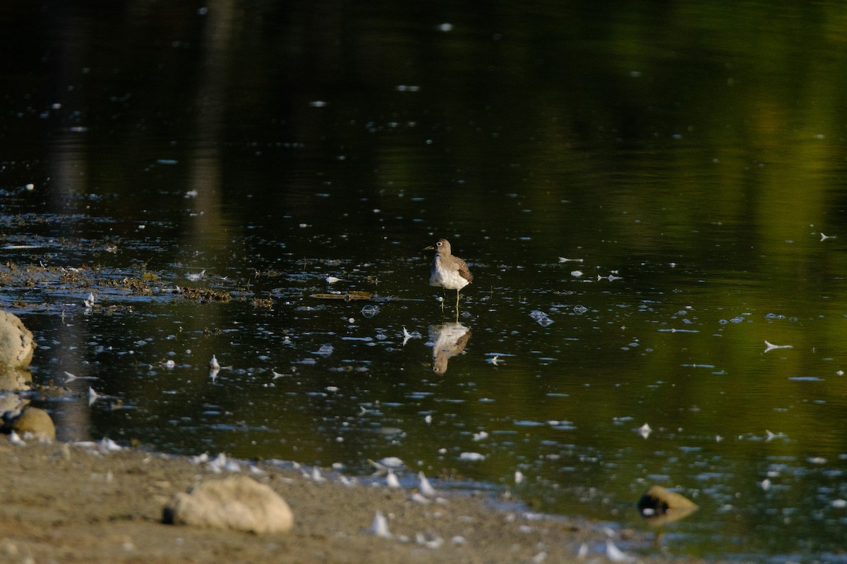 Solitary Sandpiper - ML641191591