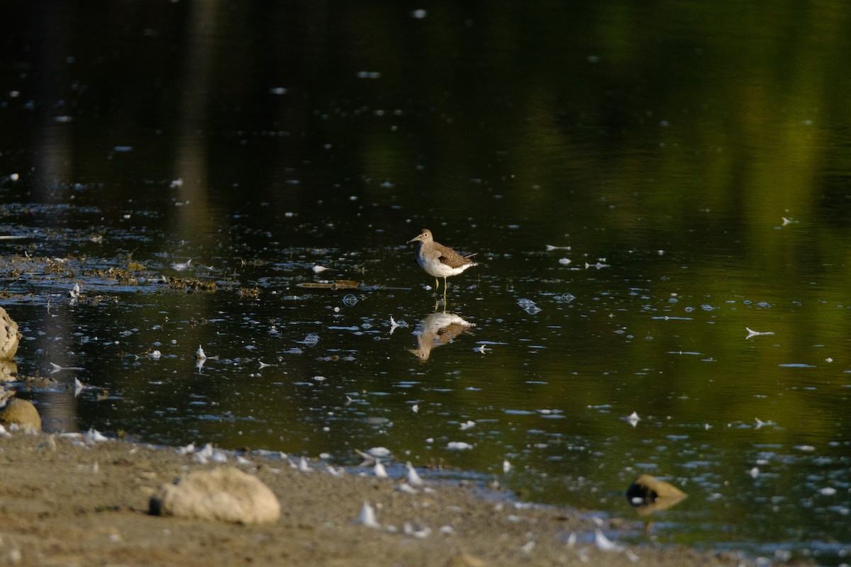 Solitary Sandpiper - ML641191592