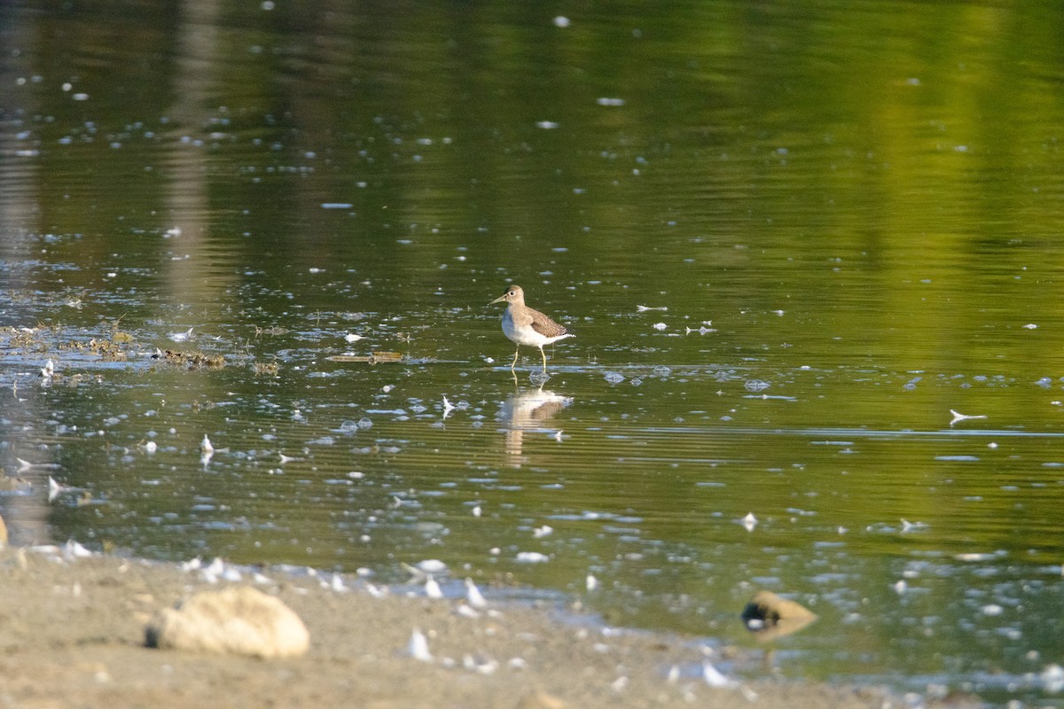 Solitary Sandpiper - ML641191593