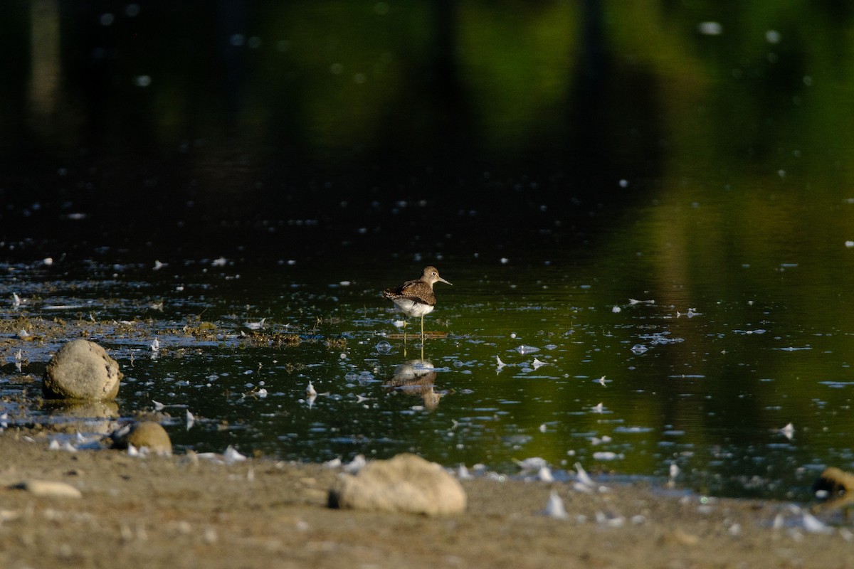 Solitary Sandpiper - ML641191594