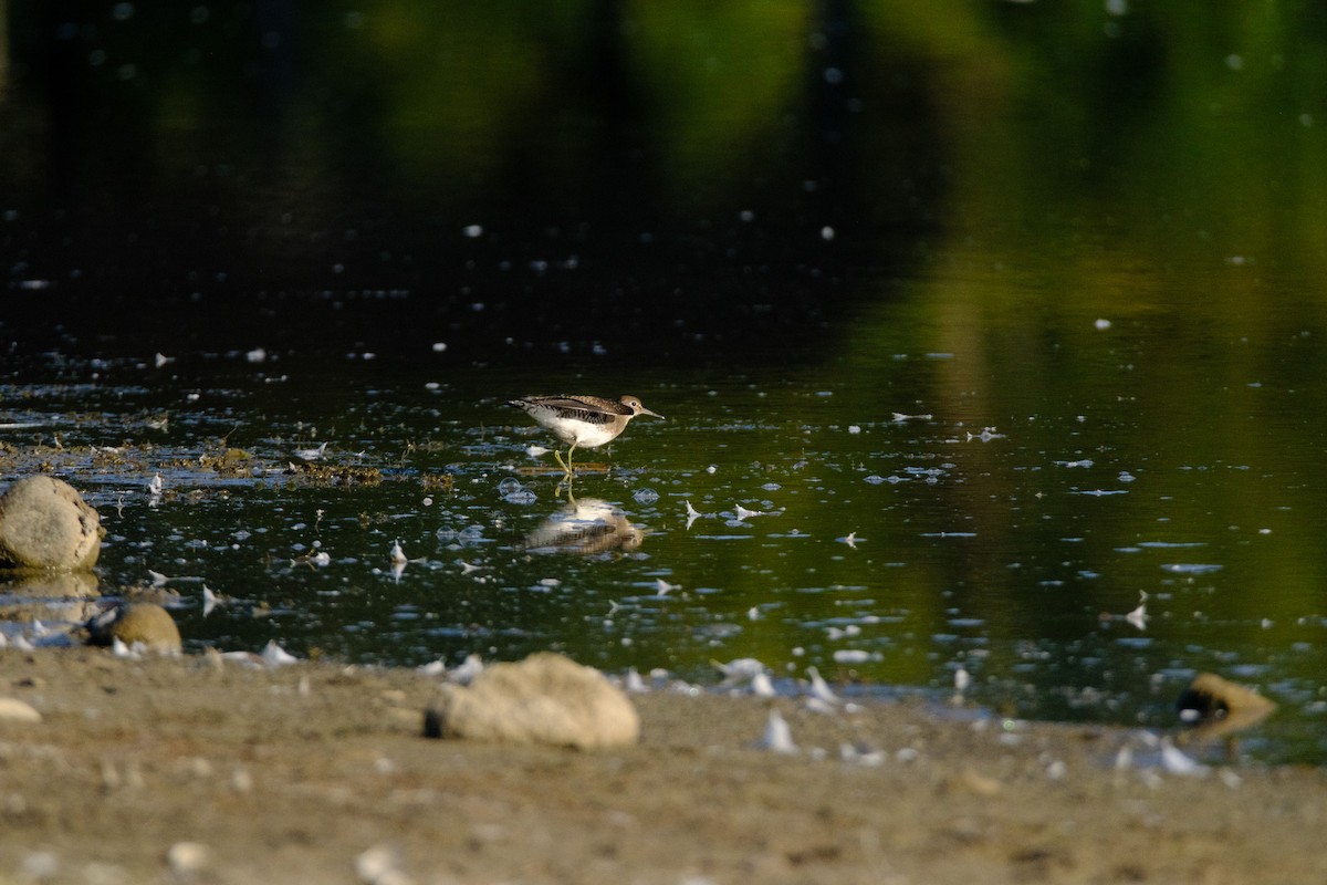 Solitary Sandpiper - ML641191595