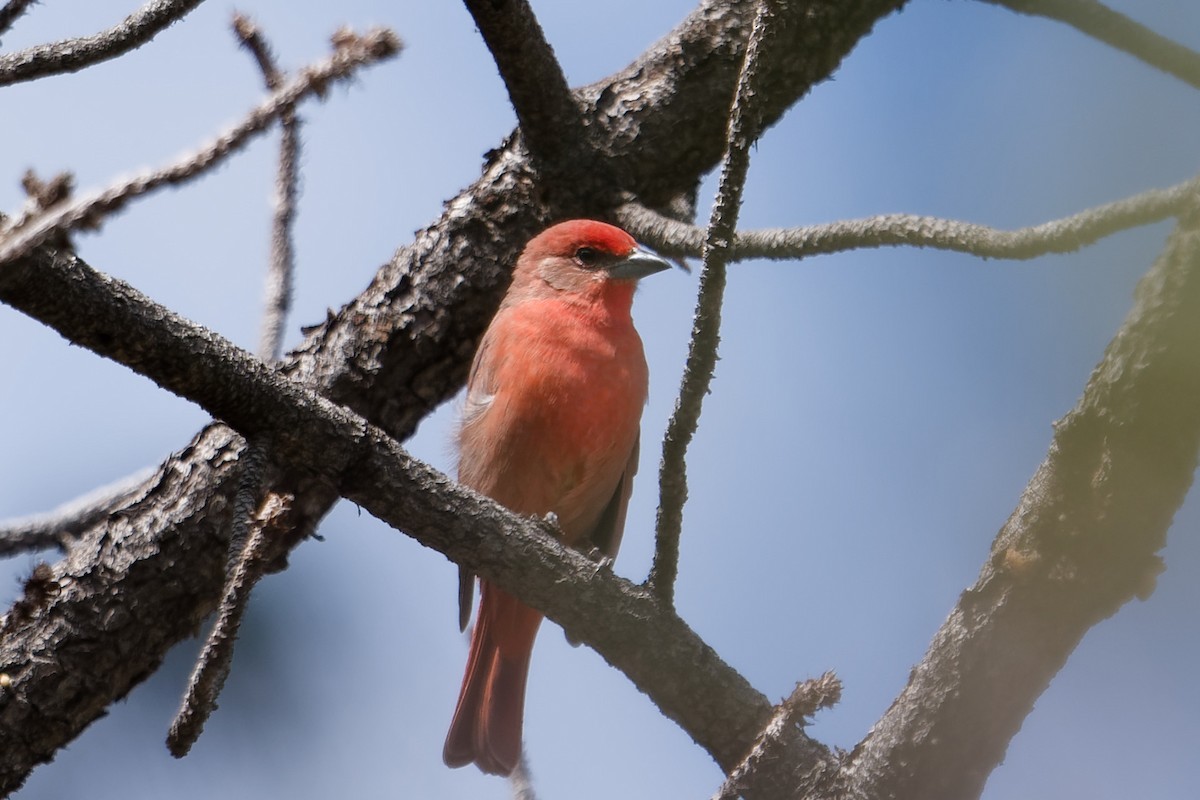 Hepatic Tanager - ML641191626