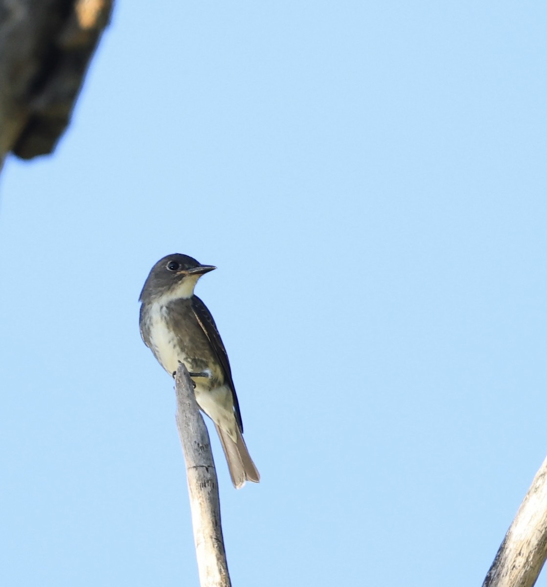 Olive-sided Flycatcher - ML641191645