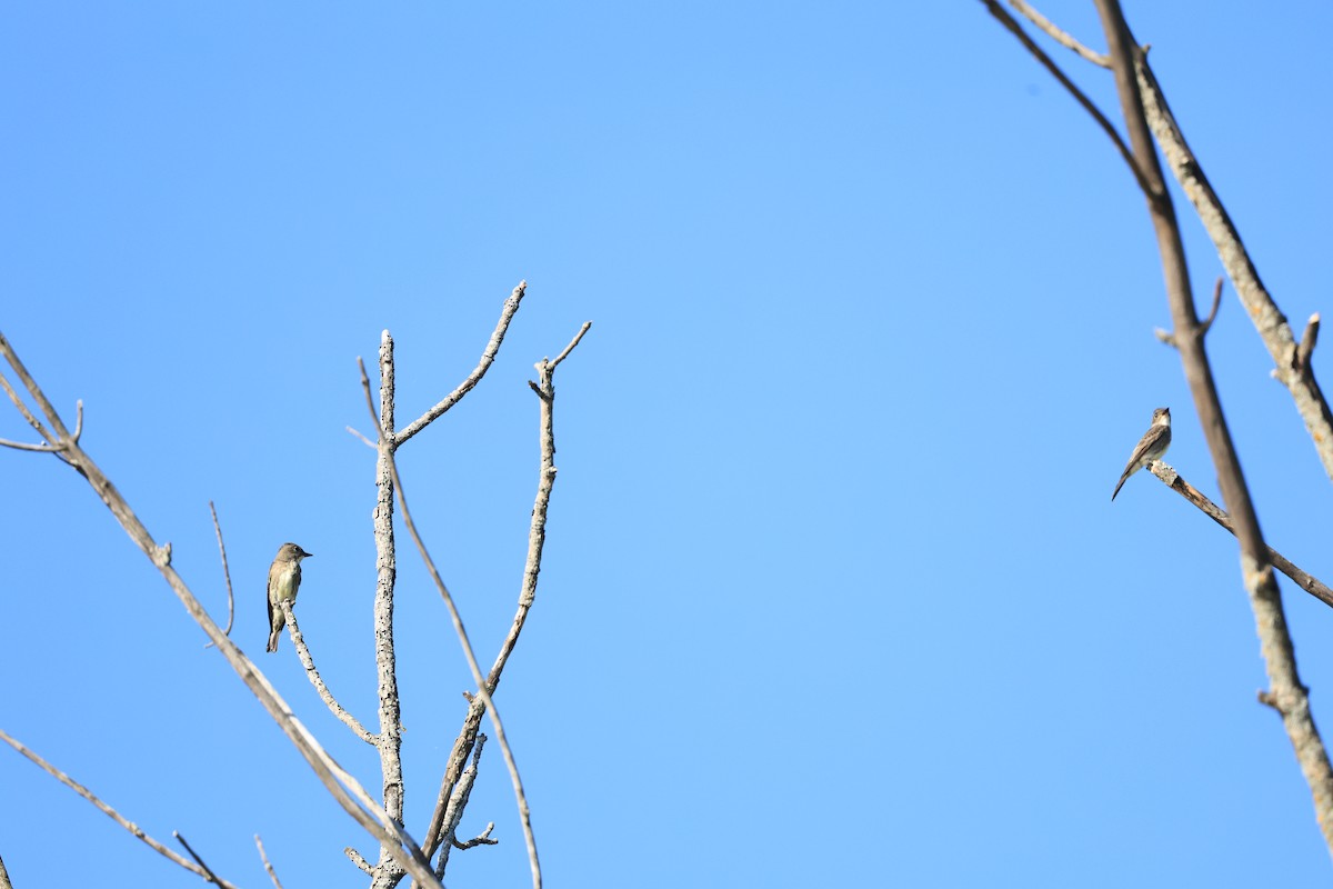 Olive-sided Flycatcher - ML641191647
