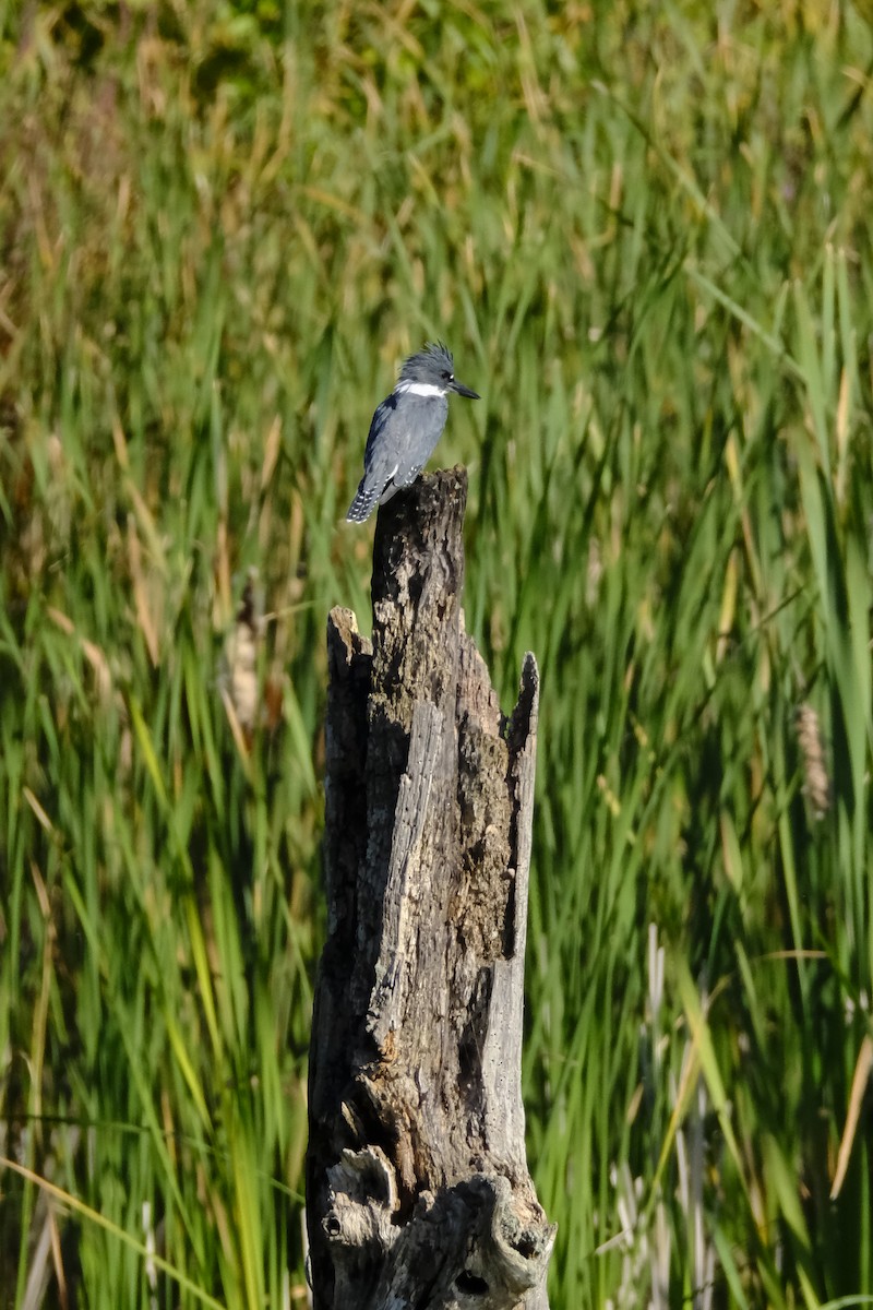 Belted Kingfisher - ML641191654
