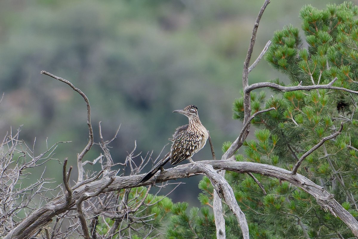 Greater Roadrunner - ML641191672