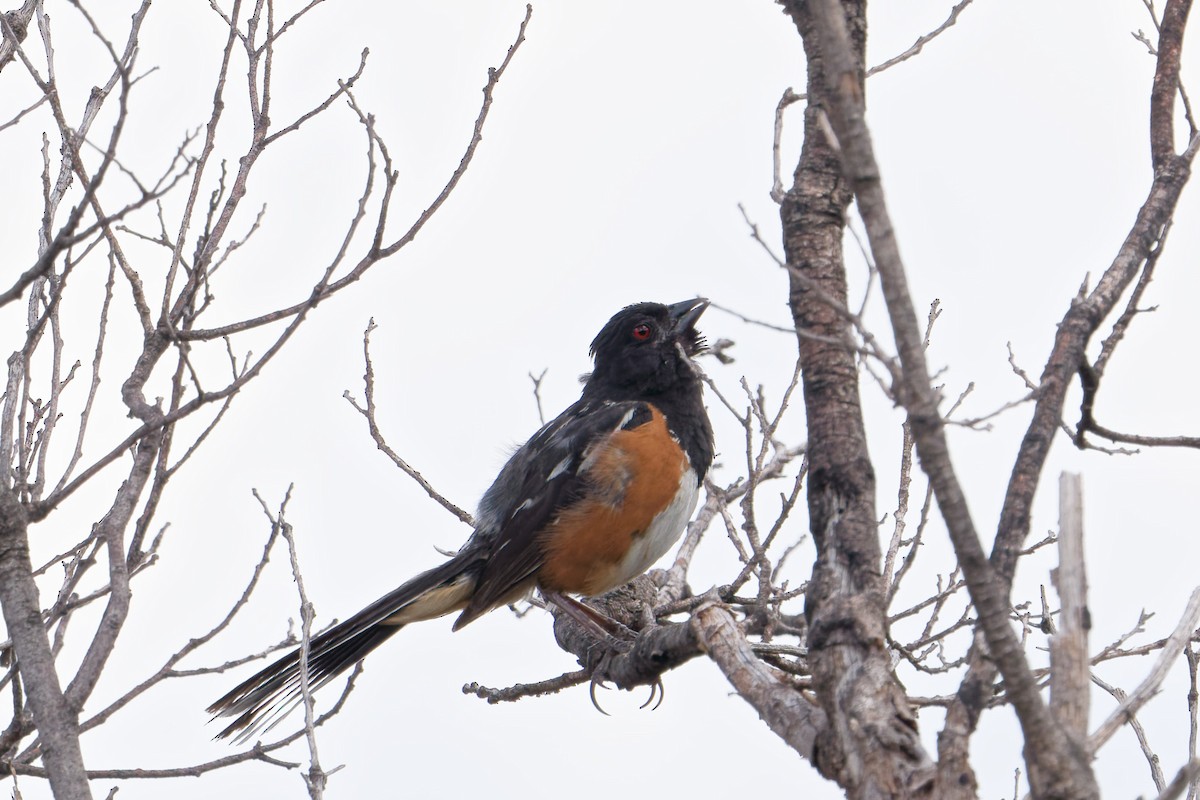 Spotted Towhee - ML641191691