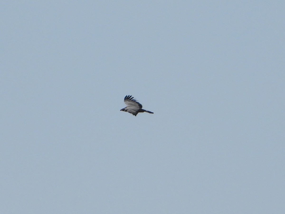 African Harrier-Hawk - ML641191717