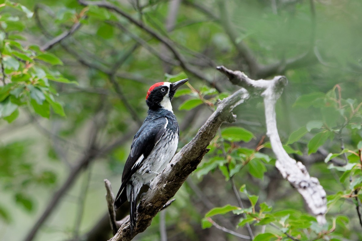 Acorn Woodpecker - ML641191736