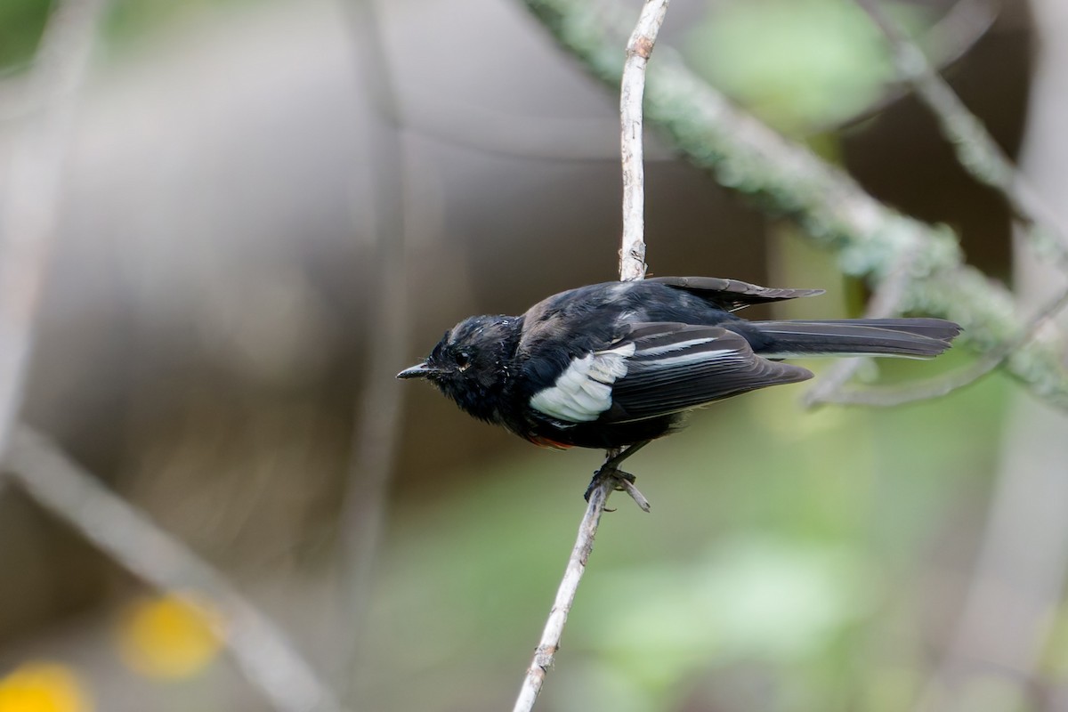 Painted Redstart - ML641191740