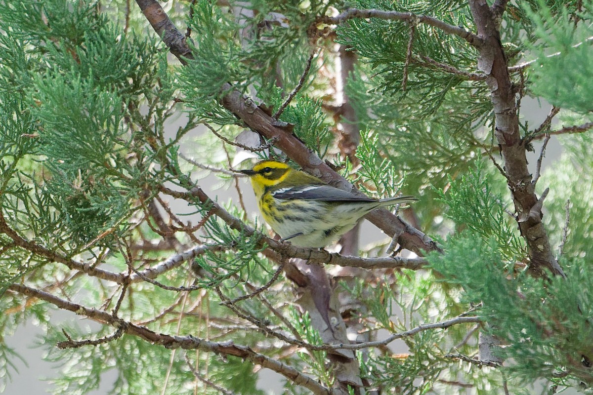 Townsend's Warbler - ML641191747