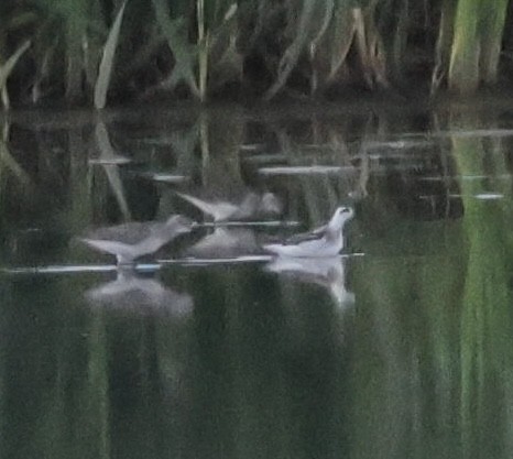Red-necked Phalarope - ML641191776