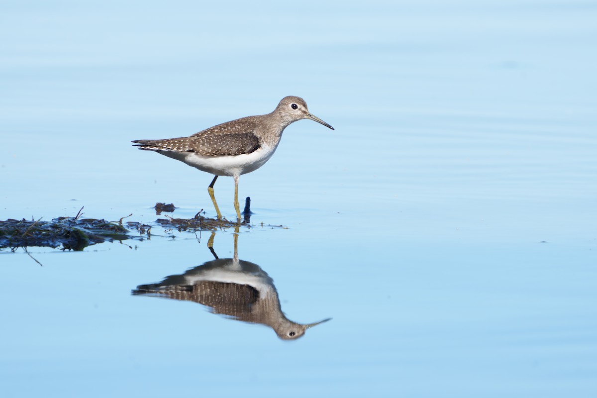 Solitary Sandpiper - ML641191932