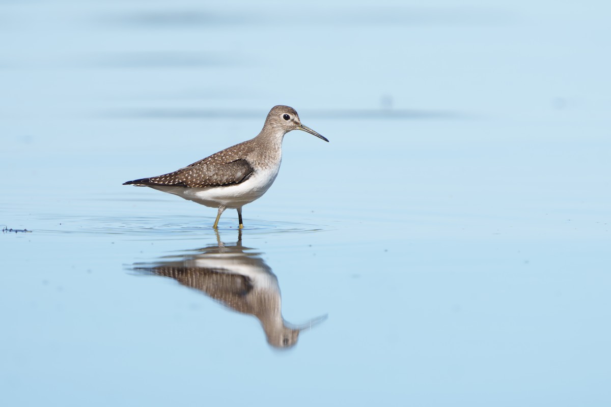 Solitary Sandpiper - ML641191933
