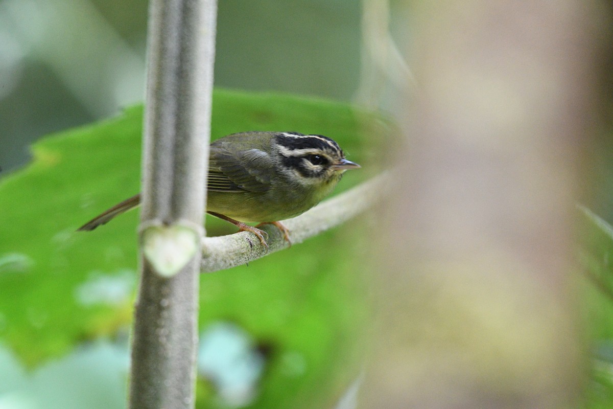 Costa Rican Warbler - ML641191961
