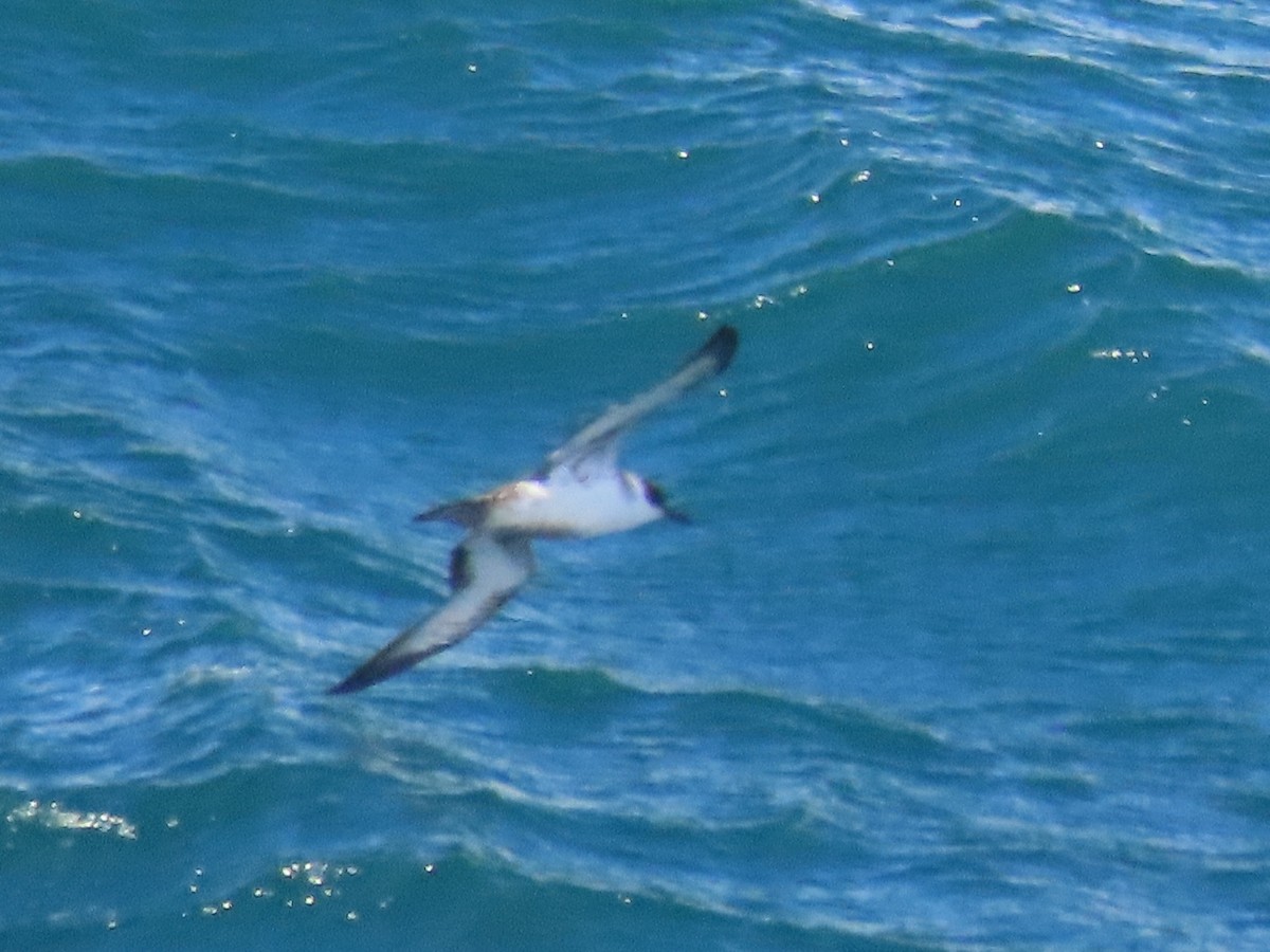 Great Shearwater - ML641191988