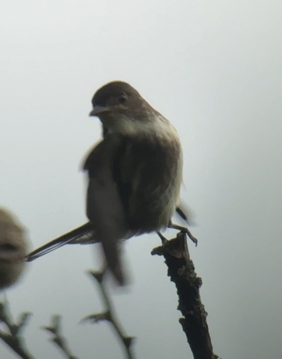 Olive-sided Flycatcher - ML641192024