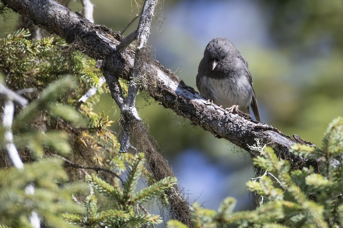 Dark-eyed Junco - ML641192119