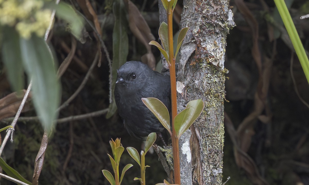Paramo Tapaculo - ML641192141