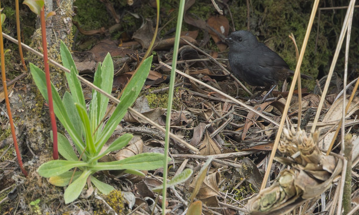 Paramo Tapaculo - ML641192142