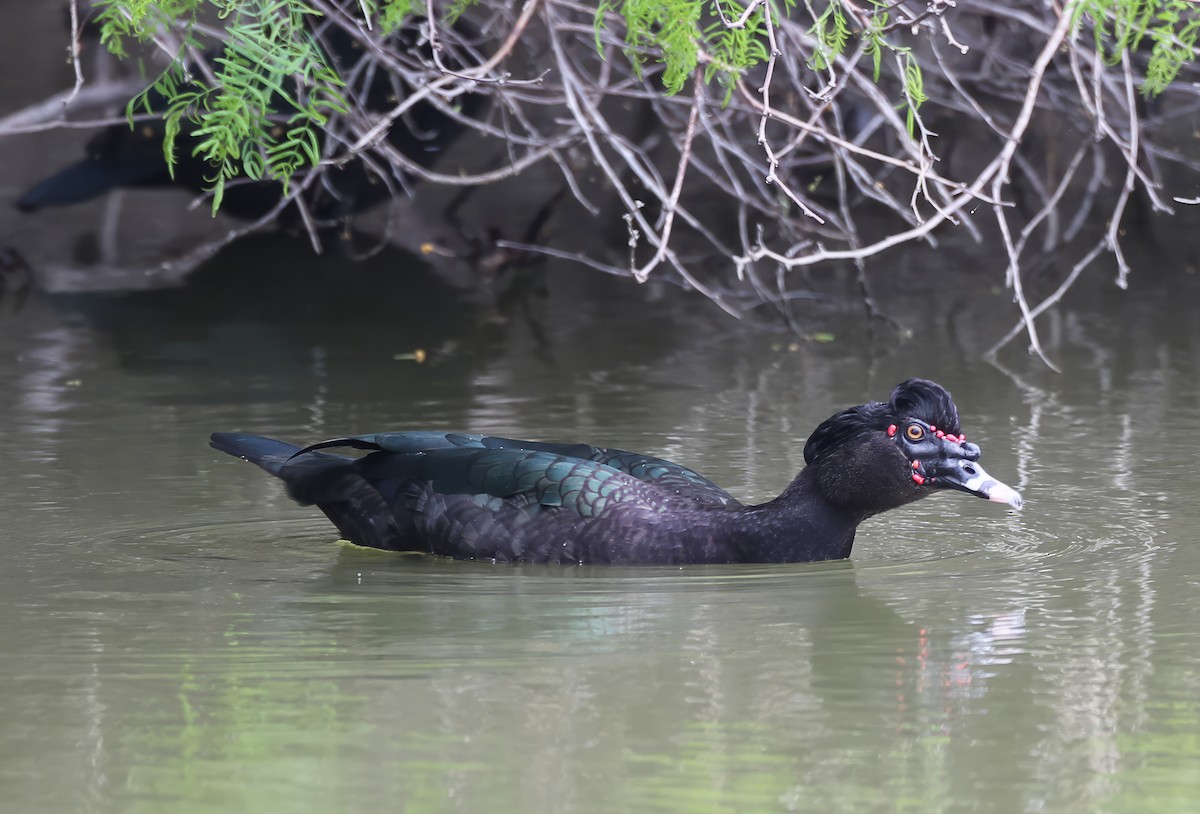 Muscovy Duck - ML641192143