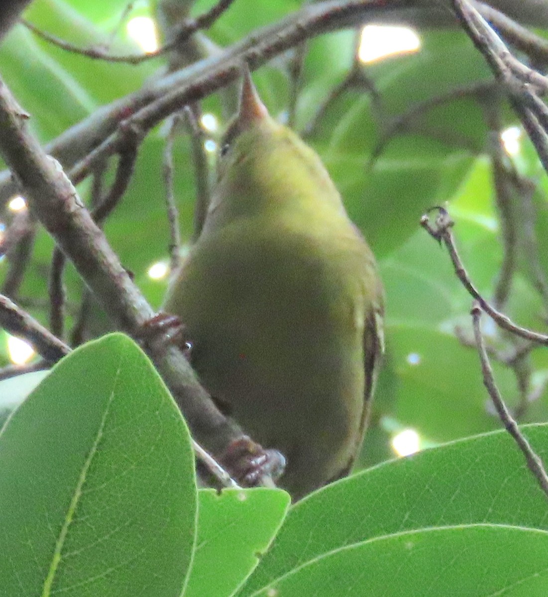 Mauritius Fody - ML641192152