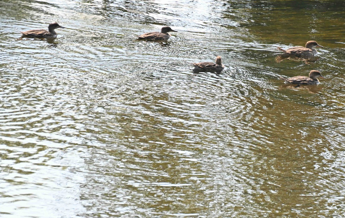 Hooded Merganser - ML641192186