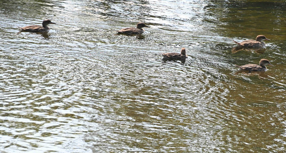 Hooded Merganser - ML641192187
