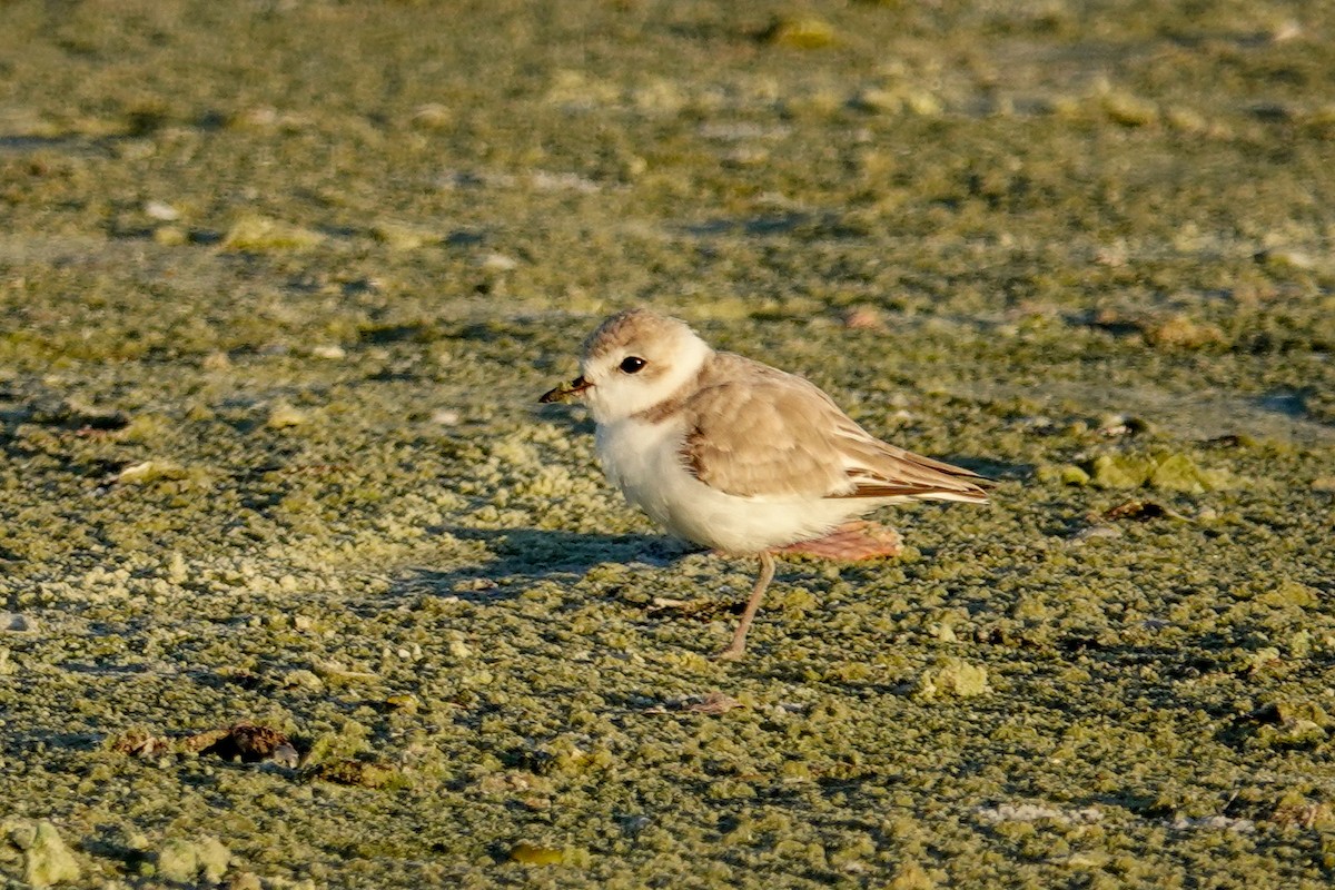 Snowy Plover - ML641192275
