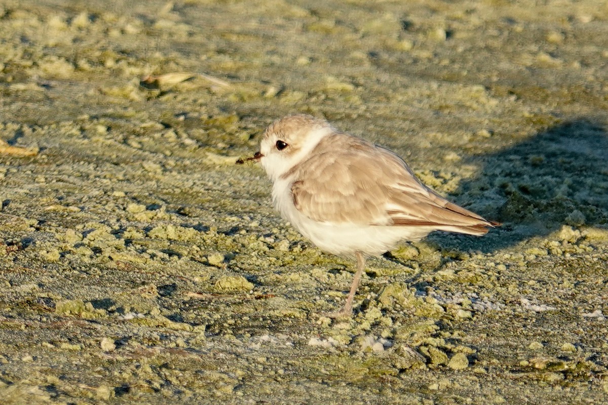 Snowy Plover - ML641192276