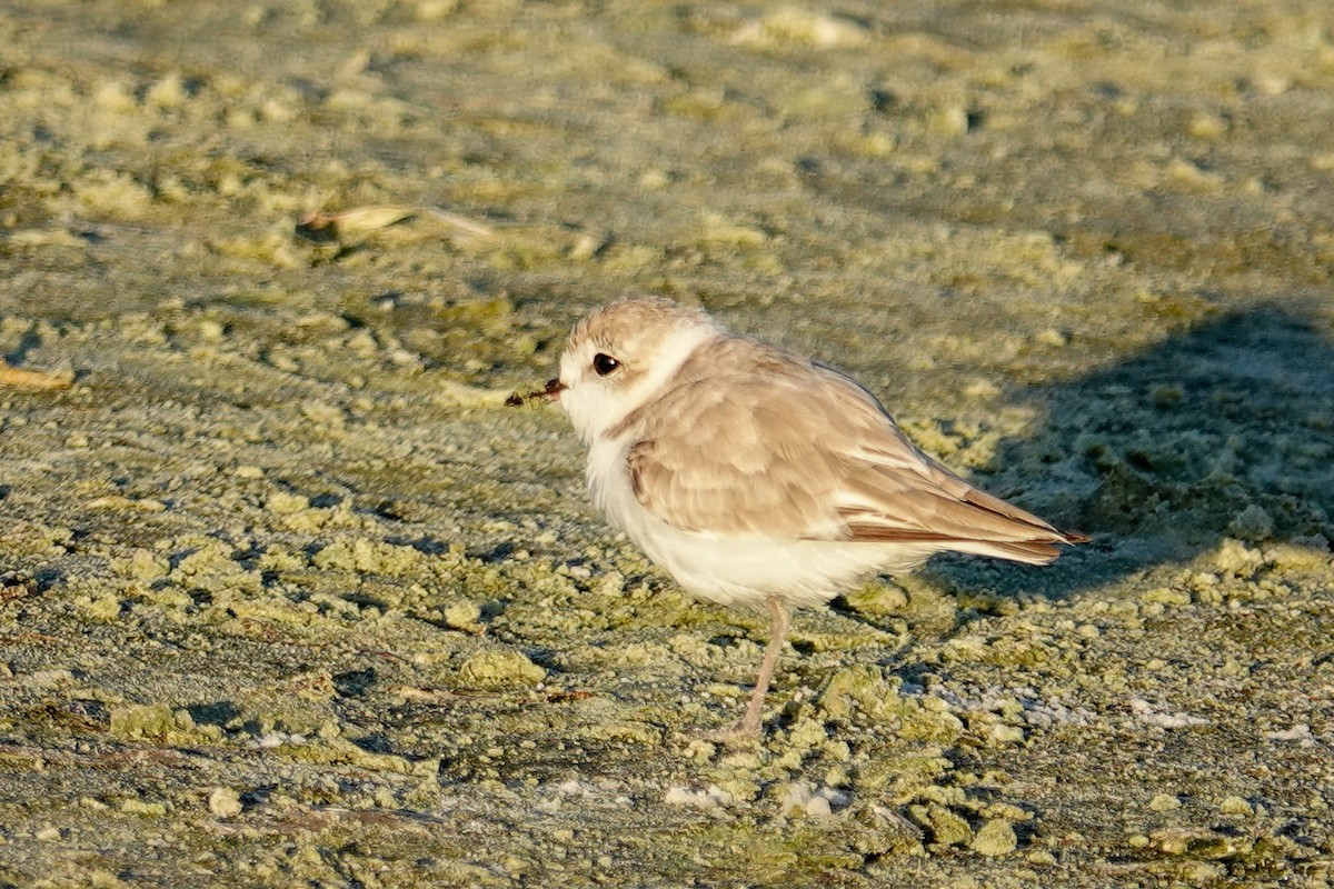 Snowy Plover - ML641192281