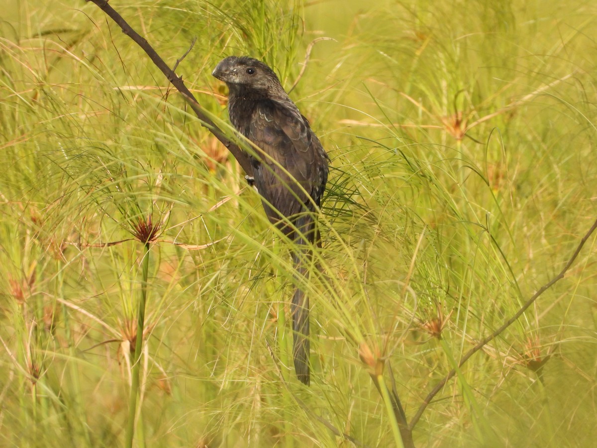 Smooth-billed Ani - ML641192316