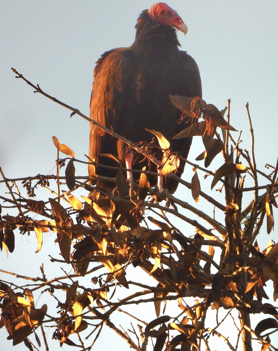 Turkey Vulture - ML641192333