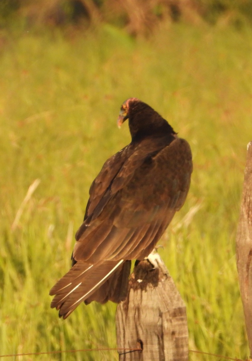 Lesser Yellow-headed Vulture - ML641192368