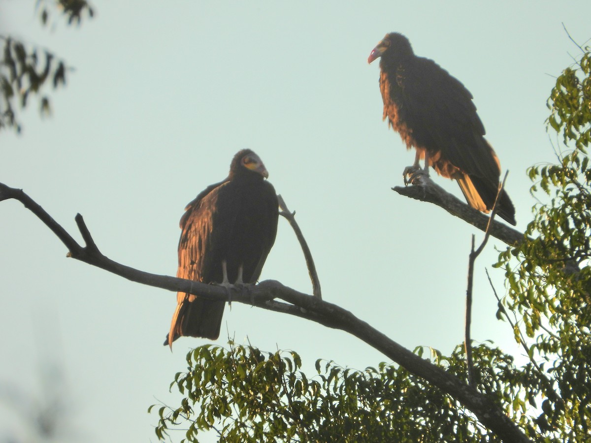 Lesser Yellow-headed Vulture - ML641192370