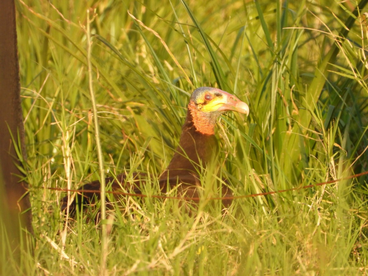 Lesser Yellow-headed Vulture - ML641192371