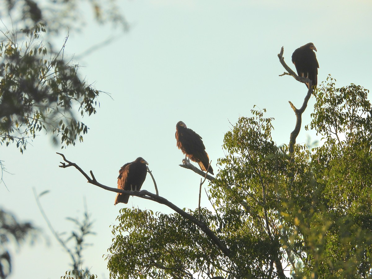 Lesser Yellow-headed Vulture - ML641192372
