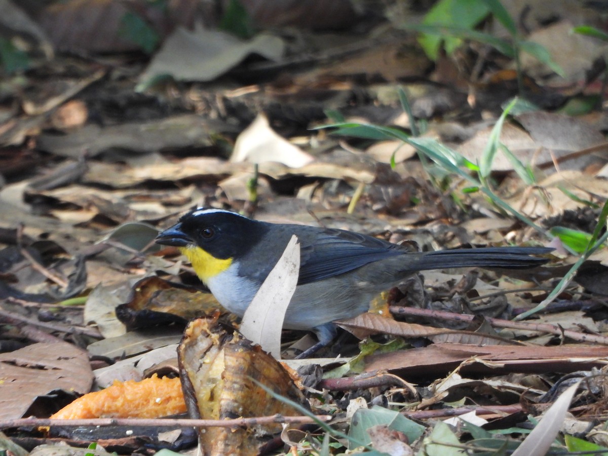 White-naped Brushfinch - ML641192397