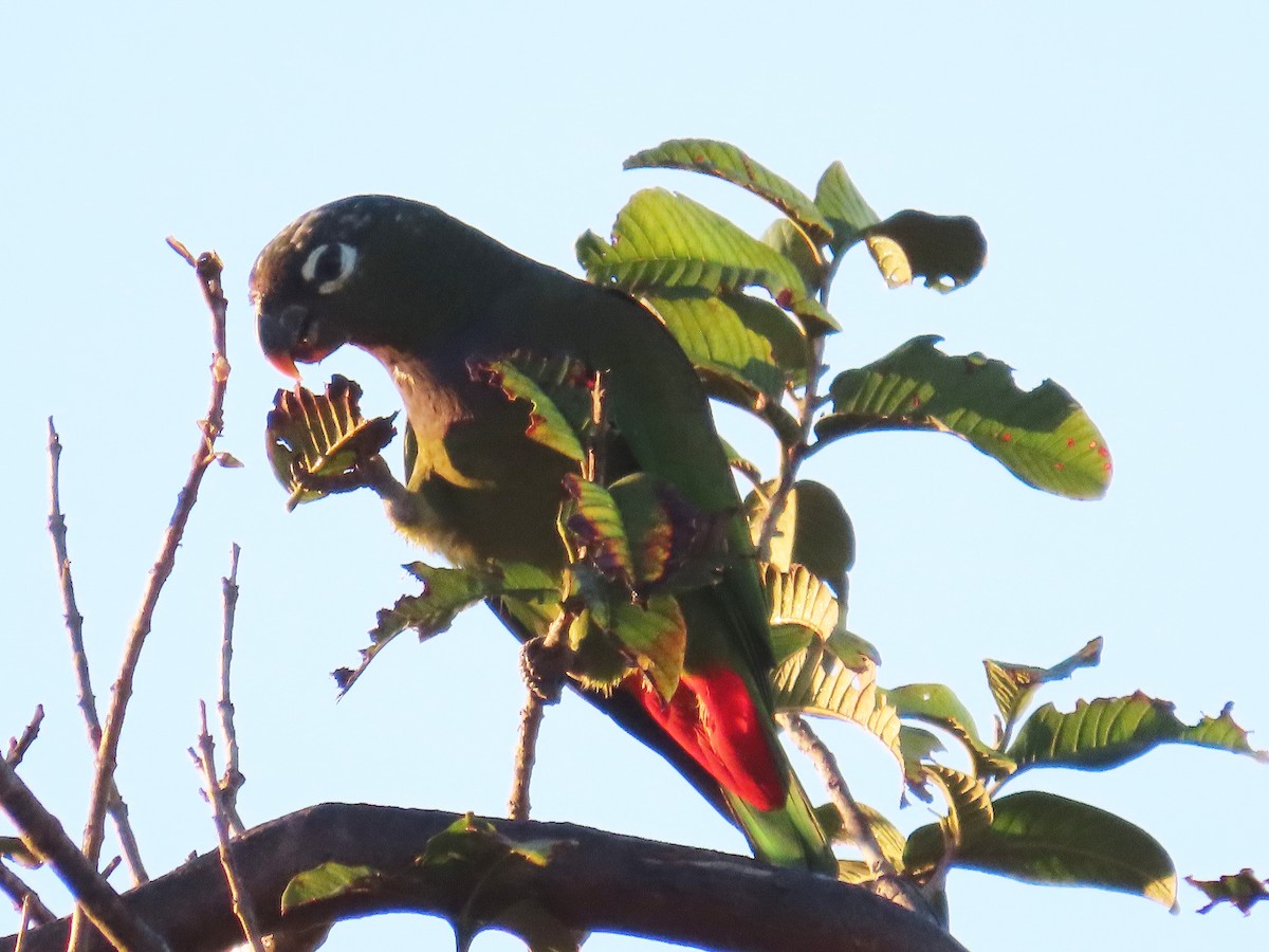 Scaly-headed Parrot - ML641192419