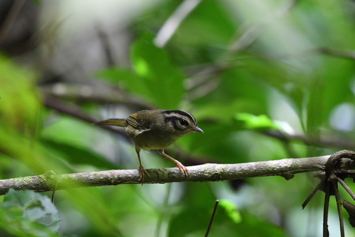 Costa Rican Warbler - ML641192427