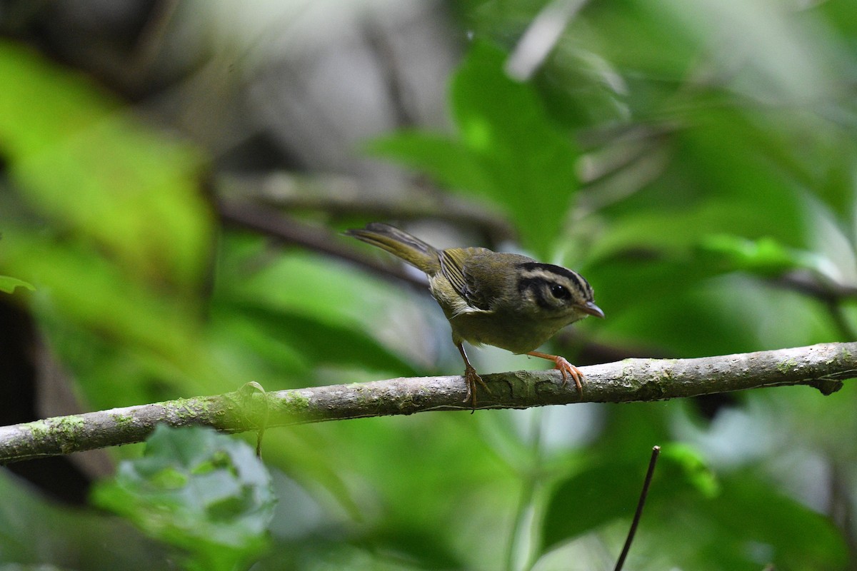 Costa Rican Warbler - ML641192428