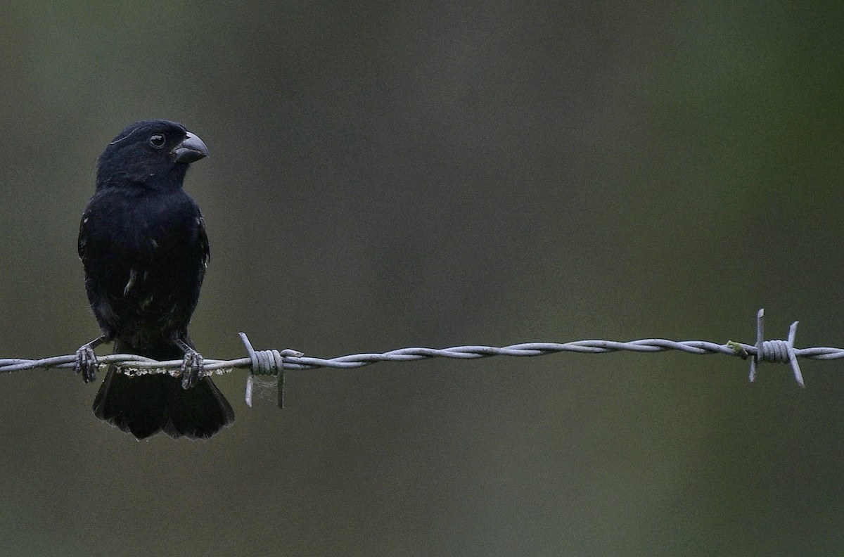 Variable Seedeater - ML641192471