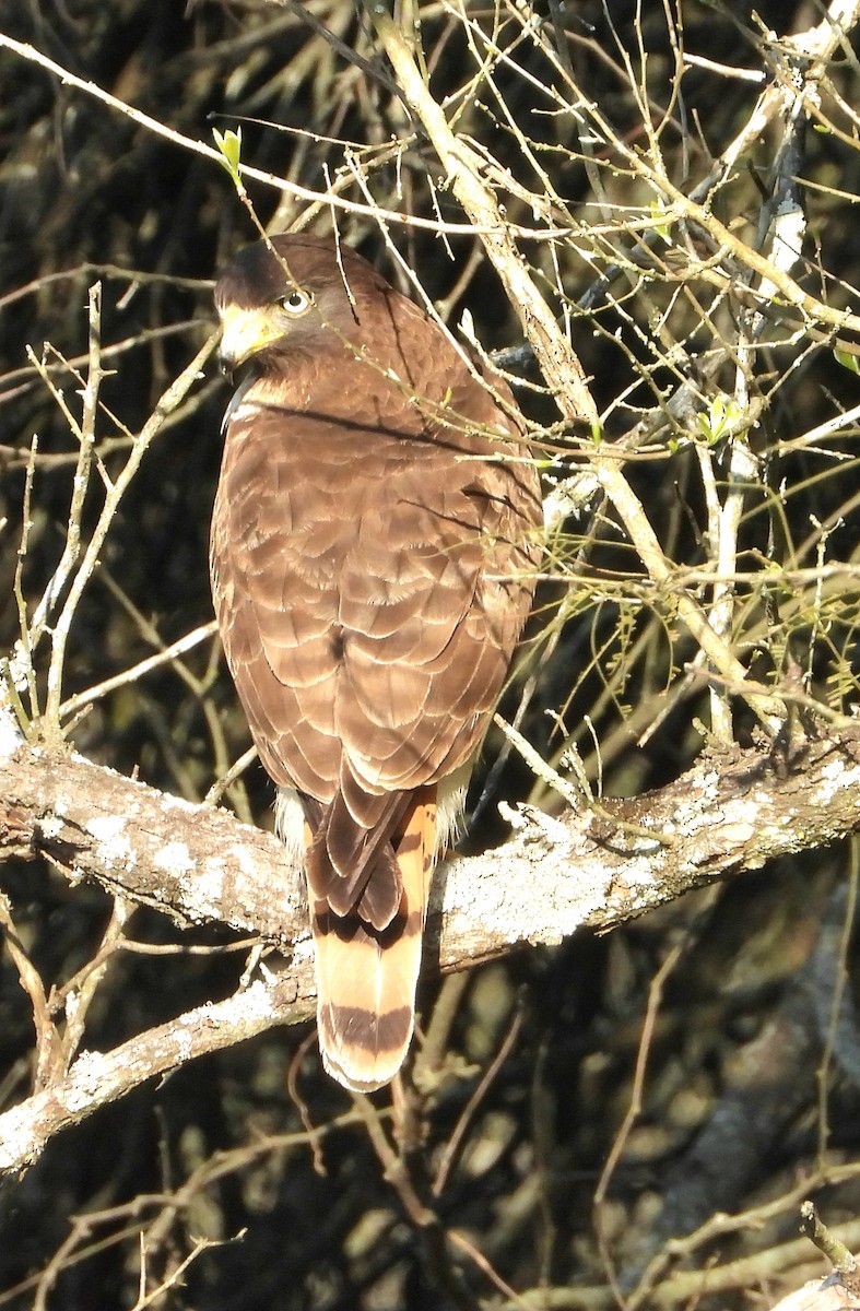 Roadside Hawk - ML641192478