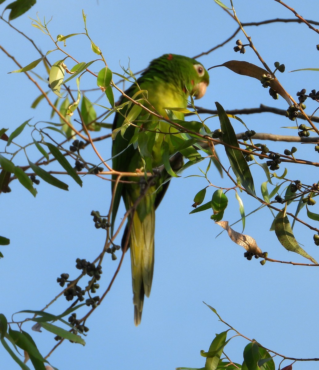 White-eyed Parakeet - ML641192490